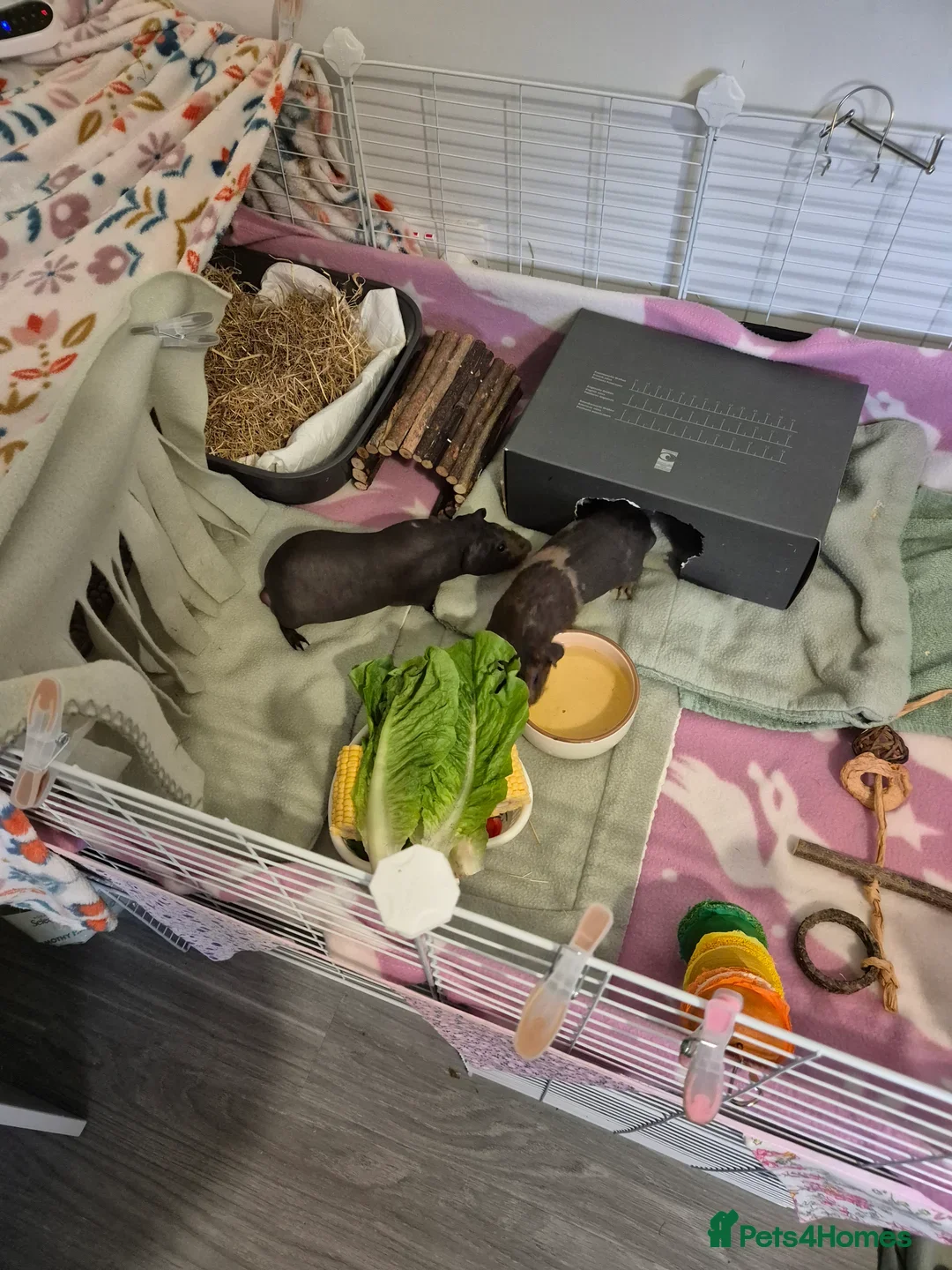 Guinea Pig rodents for sale: 2 male skinny pigs  - Image 2