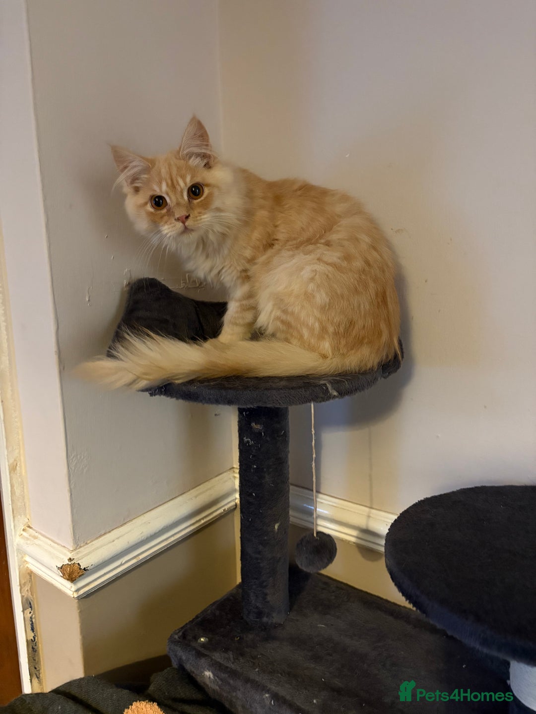Maine Coon cats for sale: 11 Week Old Maine Coon - Advert 3