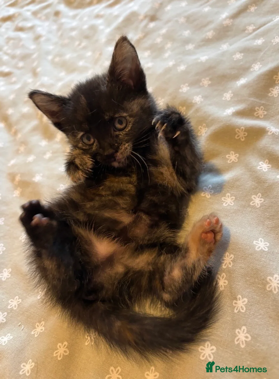 Mixed Breed cats for sale: Last Two Small Babies - Advert 2