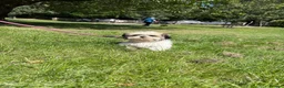 Shih Tzu dogs for sale: 1 year old Shih Tzu in Ashton-under-Lyne - Advert 8