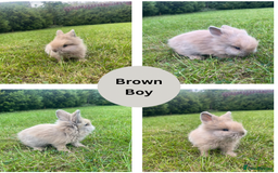 Lionhead rabbits for sale: Lionhead bunnies - Image 2