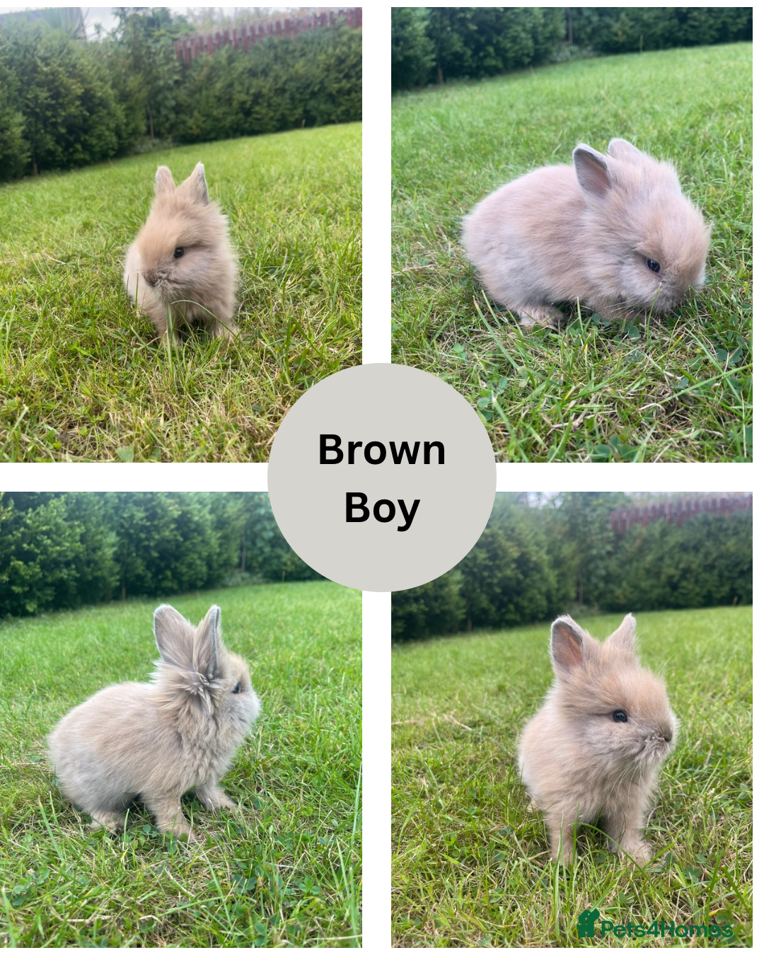 Lionhead rabbits for sale: Lionhead bunnies - Image 2