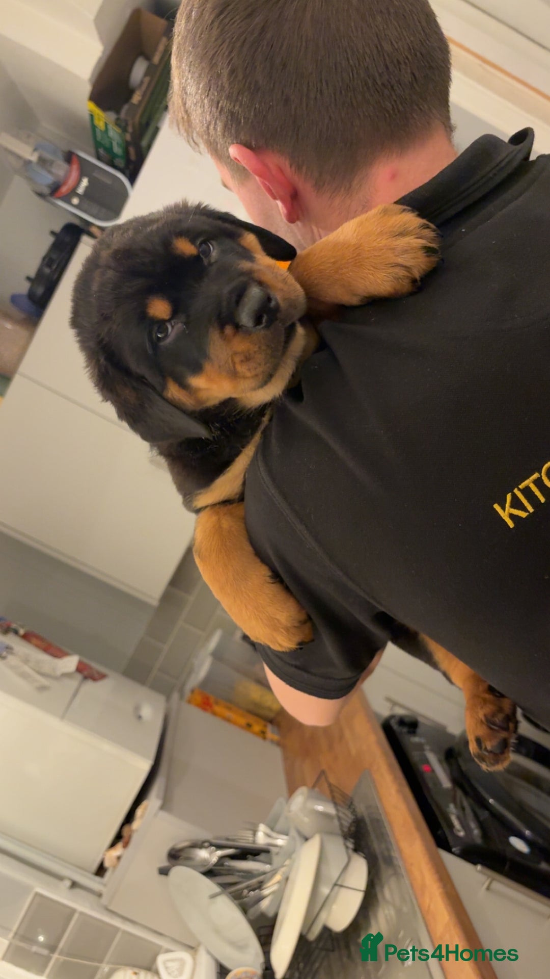 Rottweiler dogs for sale: Big boned chunky Rottweiler puppies - Advert 2