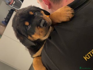 Rottweiler dogs Big boned chunky Rottweiler puppies - Advert 16