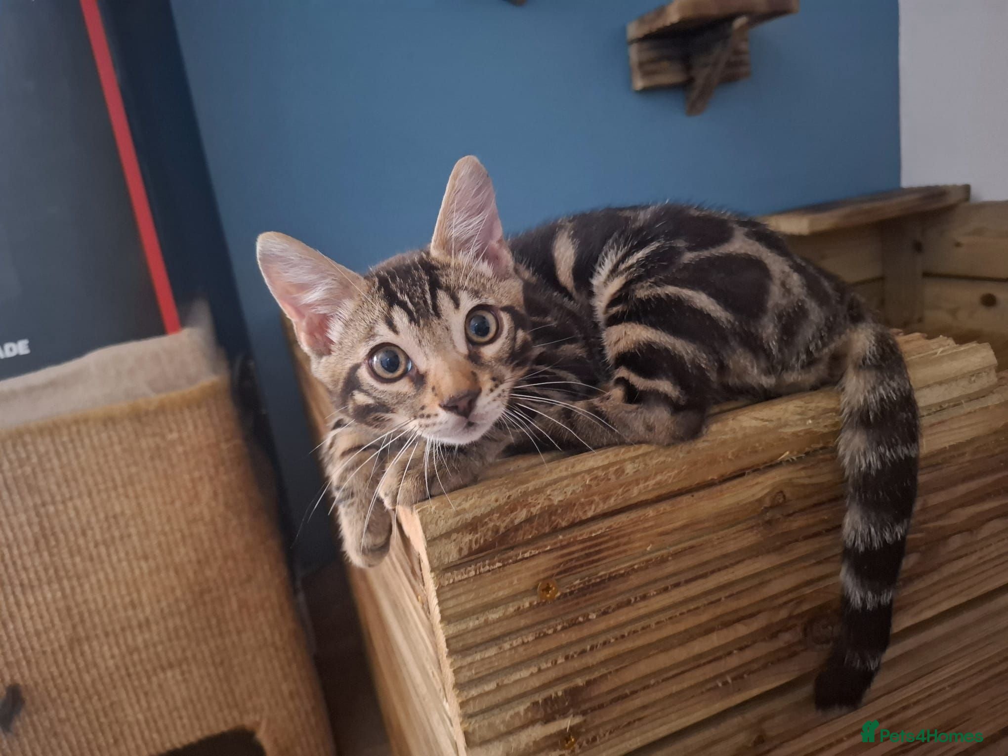 Bengal cats Stunning and sweet  bengal kittens - Advert 7