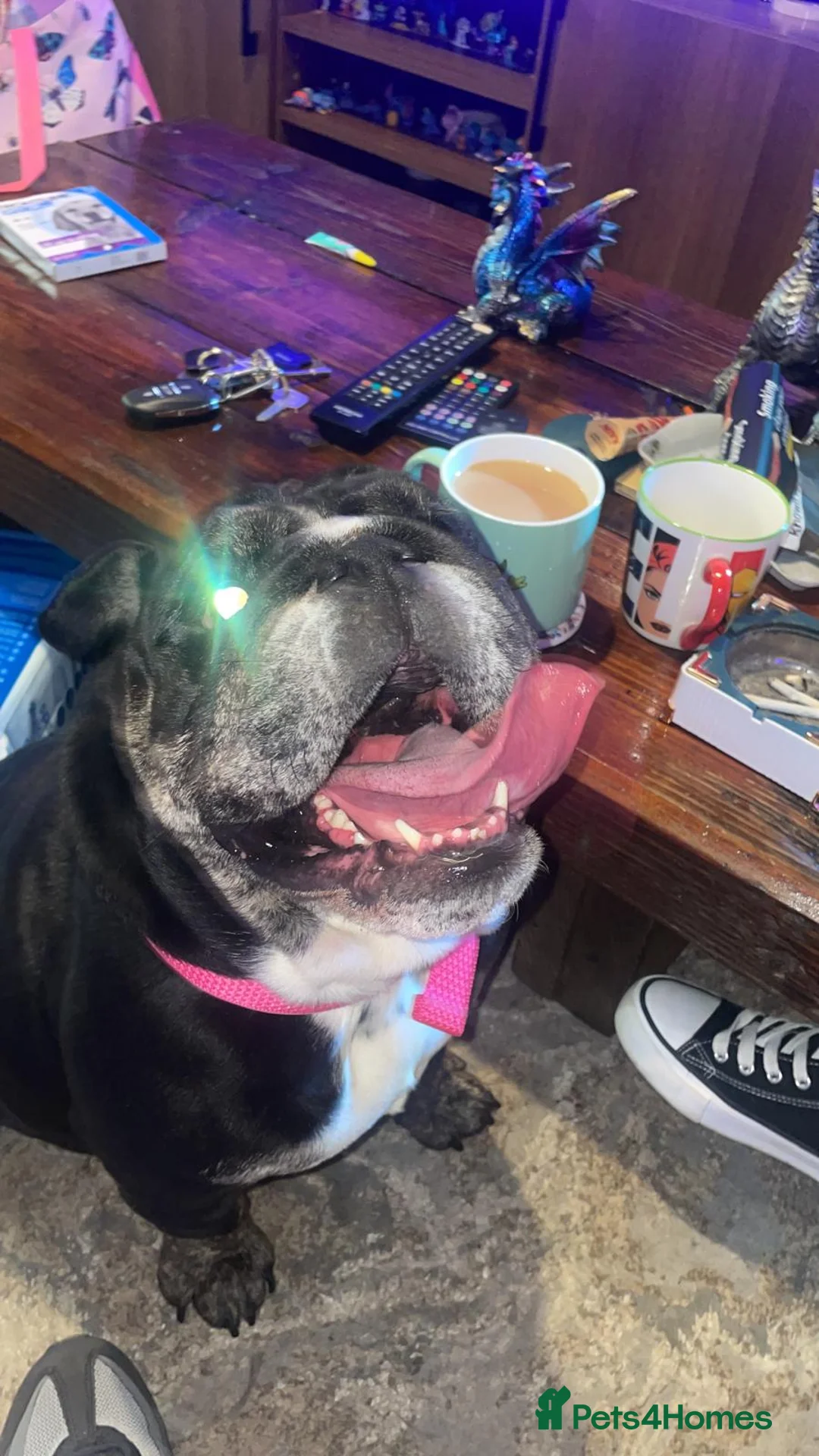 English Bulldog dogs for sale: Need new home asap in Manchester - Advert 2