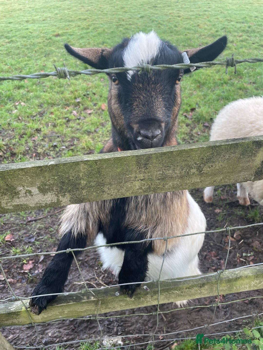Goats livestock for sale: Three gorgeous male Pygmy goats. Must go together. - Advert 4