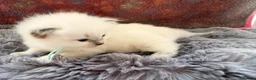 Ragdoll cats for sale: 2 Chunky Fluffy Purebred Ragdolls - Advert 10