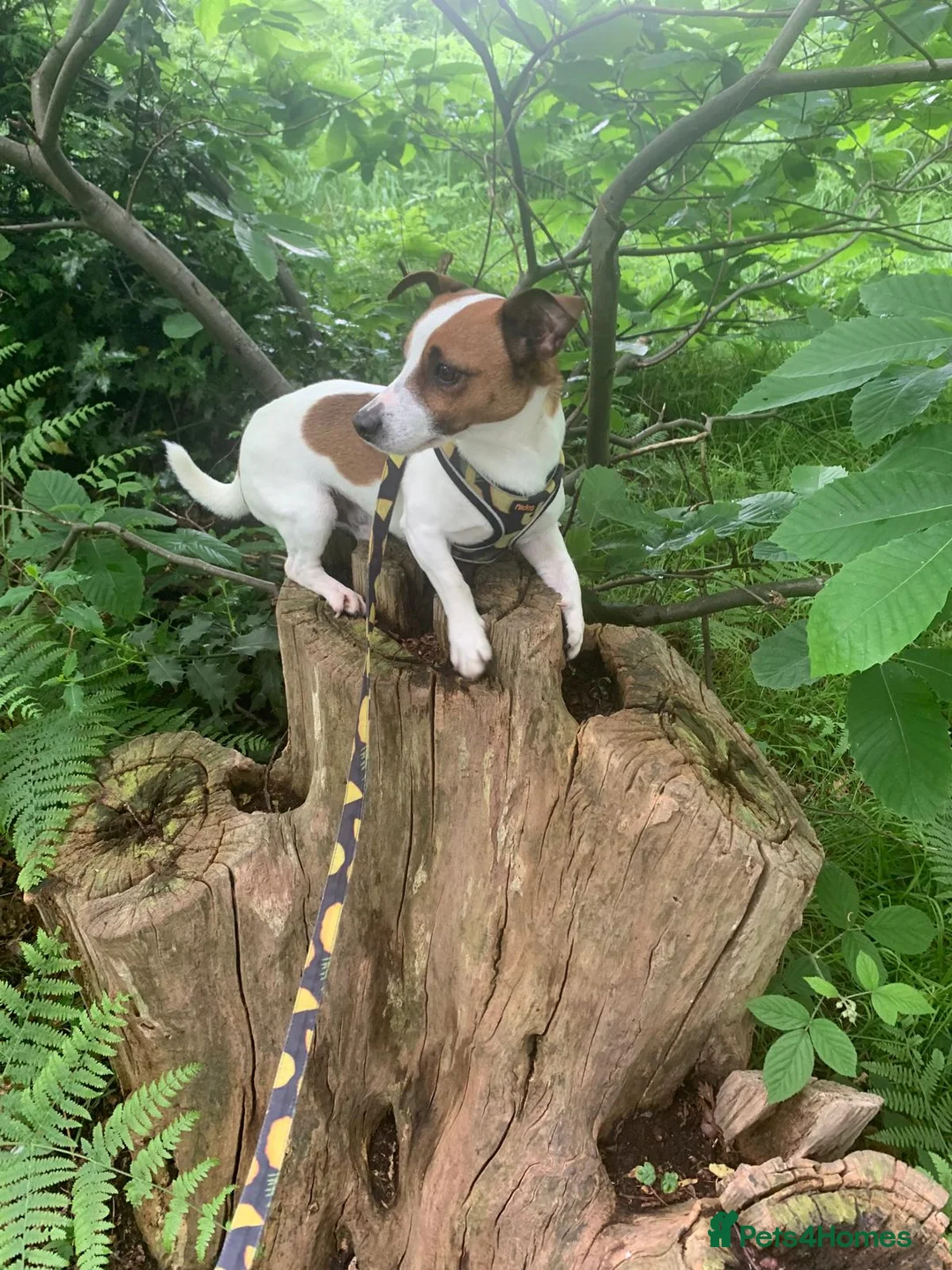 Jack Russell dogs for stud: Handsome Jack Russel boy for Stud in Doncaster - Advert 10