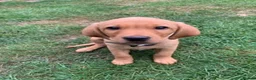 Labrador Retriever dogs for stud: Stunning KC Registred Fox Red Labrador Stud dog - Advert 13