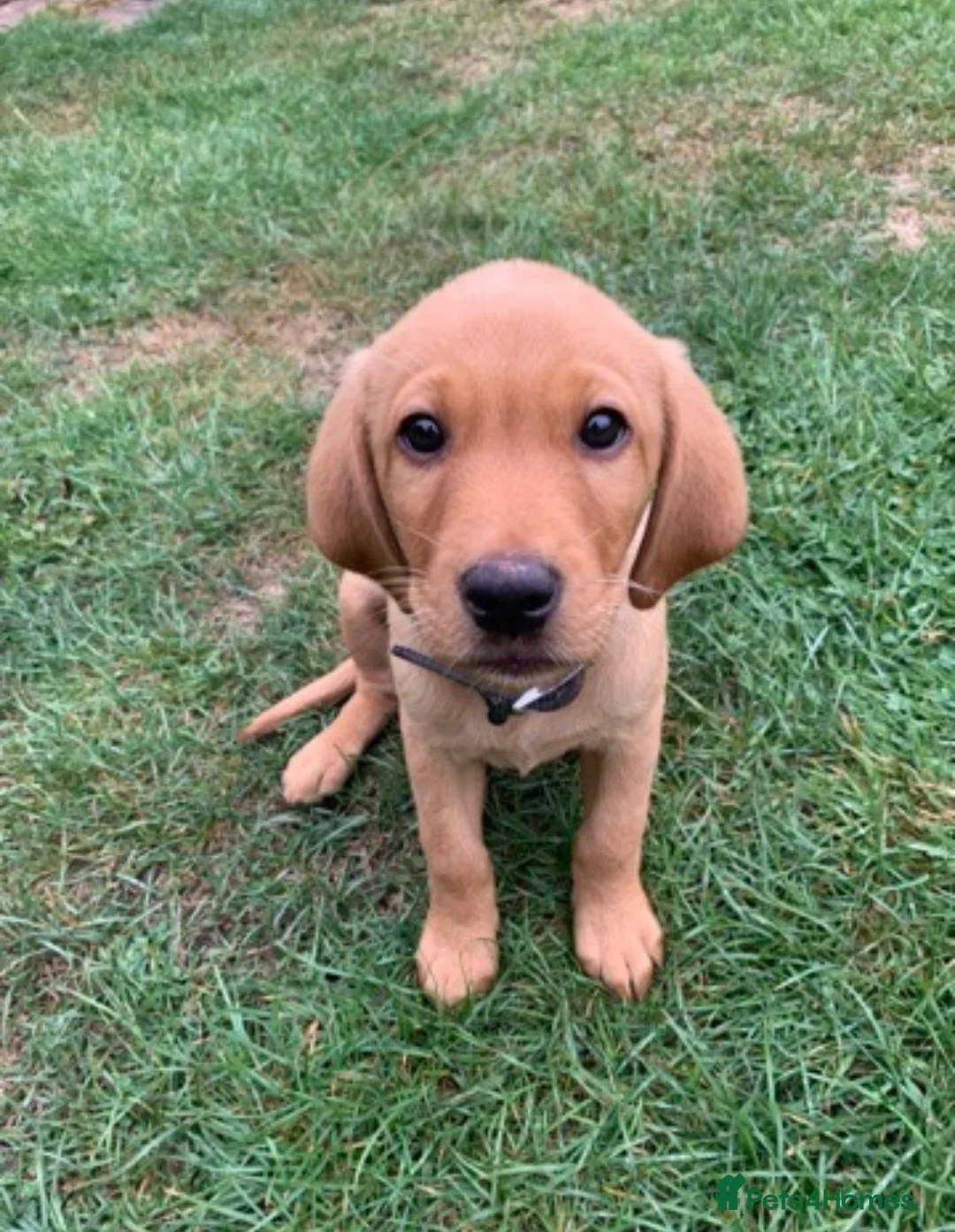 Labrador Retriever dogs for stud: Stunning KC Registred Fox Red Labrador Stud dog - Advert 13