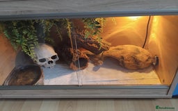 Leopard Gecko reptiles for sale: Lily (Leopard Gecko)  - Image 6