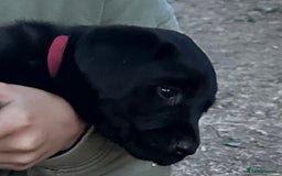 Labrador Retriever dogs for sale: Labrador puppies  - Image 15