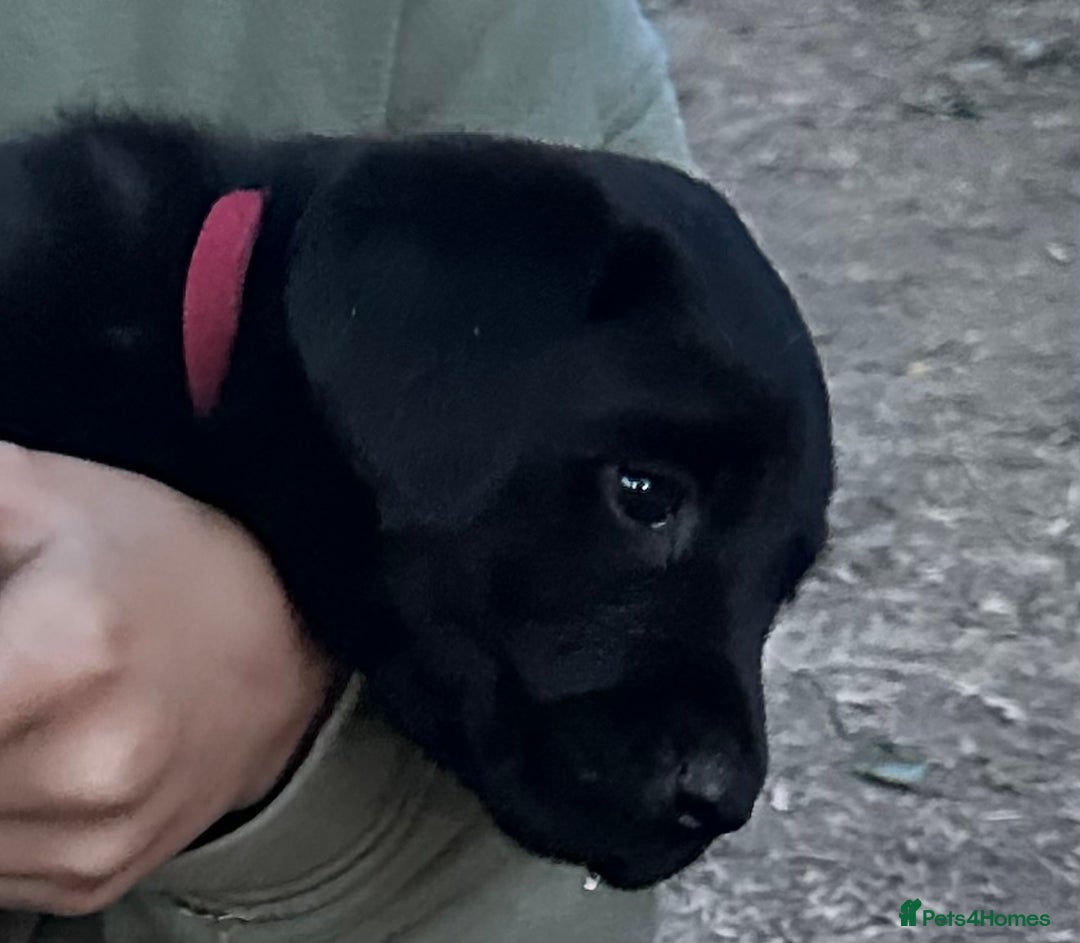 Labrador Retriever dogs for sale: Labrador puppies  - Image 15