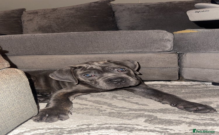 Cane Corso dogs - Advert 1