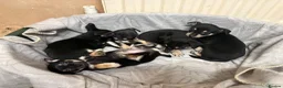 Mixed Breed dogs for sale: 🐶Chihuahua × Miniature Pinscher Puppies  - Advert 10