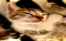 Mixed Breed cats for sale: 4 gorgeous tabby kittens - Image 25