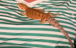 Bearded Dragon reptiles for sale: Red leatherback bearded dragon with vivarium - Image 3