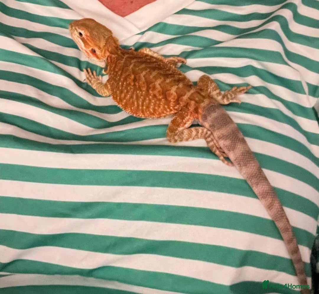Bearded Dragon reptiles for sale: Red leatherback bearded dragon with vivarium - Image 3