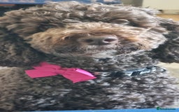 Mixed Breed dogs for sale: Sproodle cockapoo puppies  - Image 2