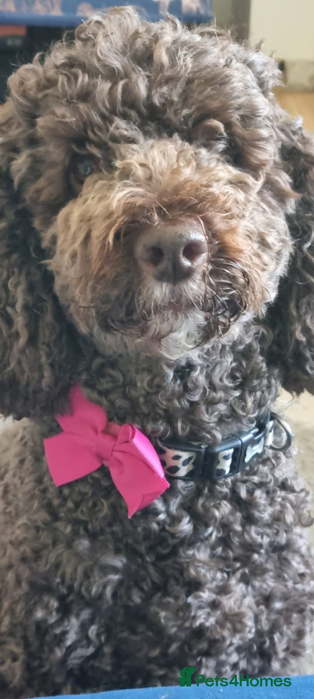 Mixed Breed dogs for sale: Sproodle cockapoo puppies  - Image 2