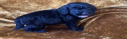 Cockapoo dogs for sale: F1 toy cockapoos - Advert 7