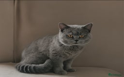 British Shorthair cats for sale: BRITISH SHORTHAIR CHAMPION BLOODLINE - Image 32