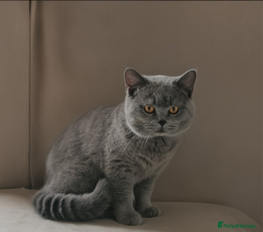 British Shorthair cats for sale: BRITISH SHORTHAIR CHAMPION BLOODLINE - Image 32