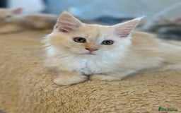 Maine Coon cats for sale: Pedigree Maine coon kittens purebreed XL in Waterlooville - Image 22