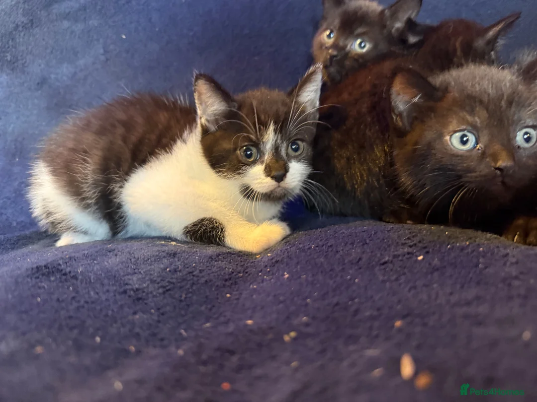 Mixed Breed cats for sale: Beautiful Black and White Kittens - Advert 7
