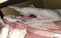 Sphynx cats for sale: Sphynx kittens - Image 11
