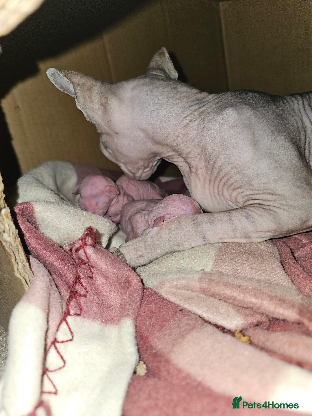 Sphynx cats for sale: Sphynx kittens - Image 11