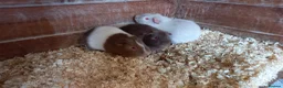 Guinea Pig rodents for sale: Baby Guinea Pigs for Sale - Advert 7