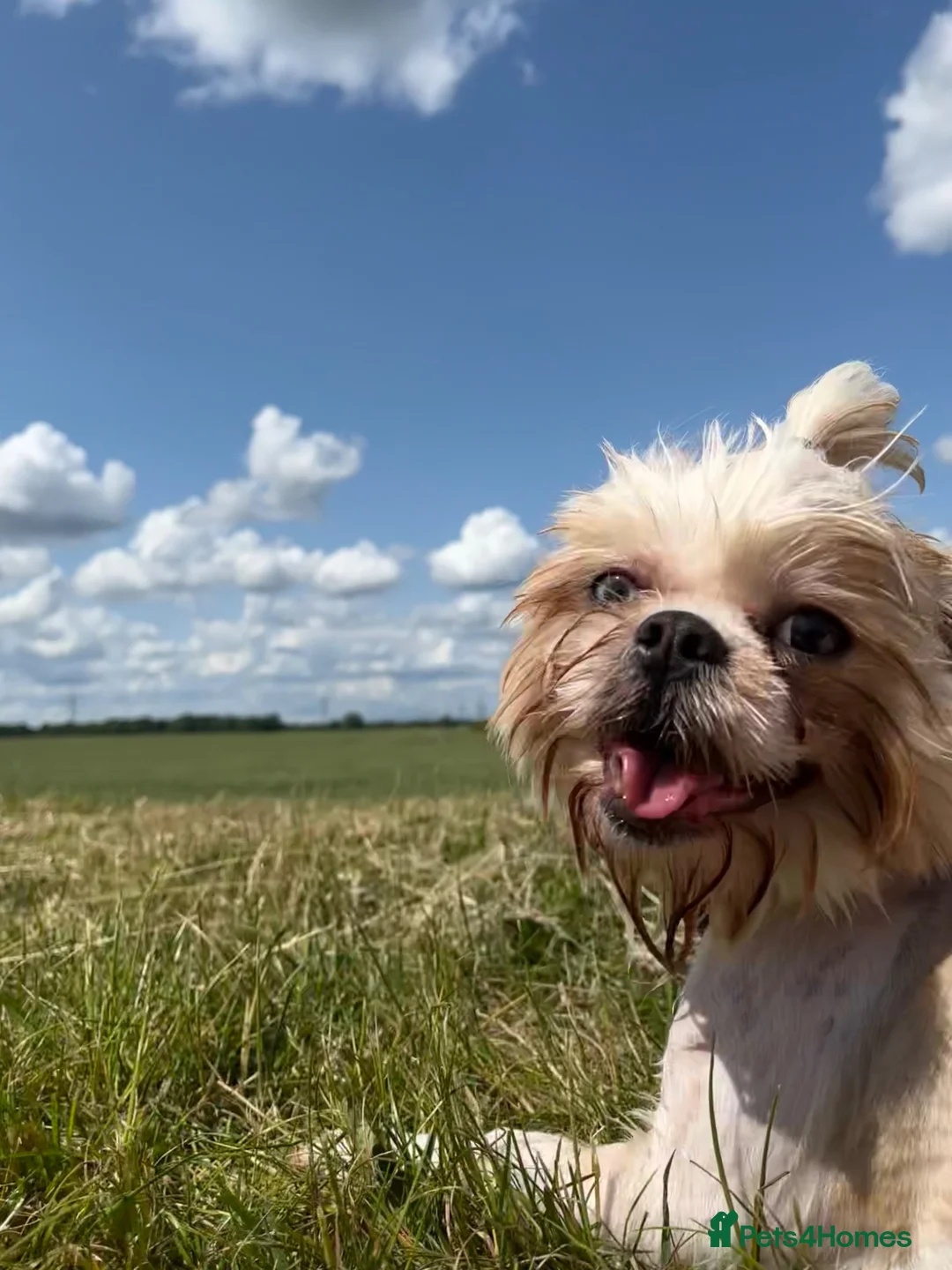 Shih Tzu dogs for sale: Beautiful litter for sale. - Advert 2