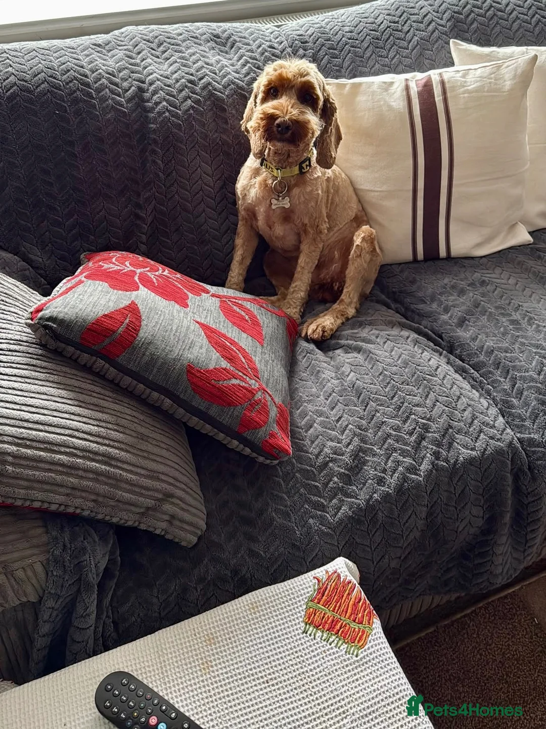 Cockapoo dogs for sale: 3 year old cockapoo - Advert 4