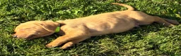 Mixed Breed dogs for sale: F1 Labrador x Vizsla Puppies - Advert 13