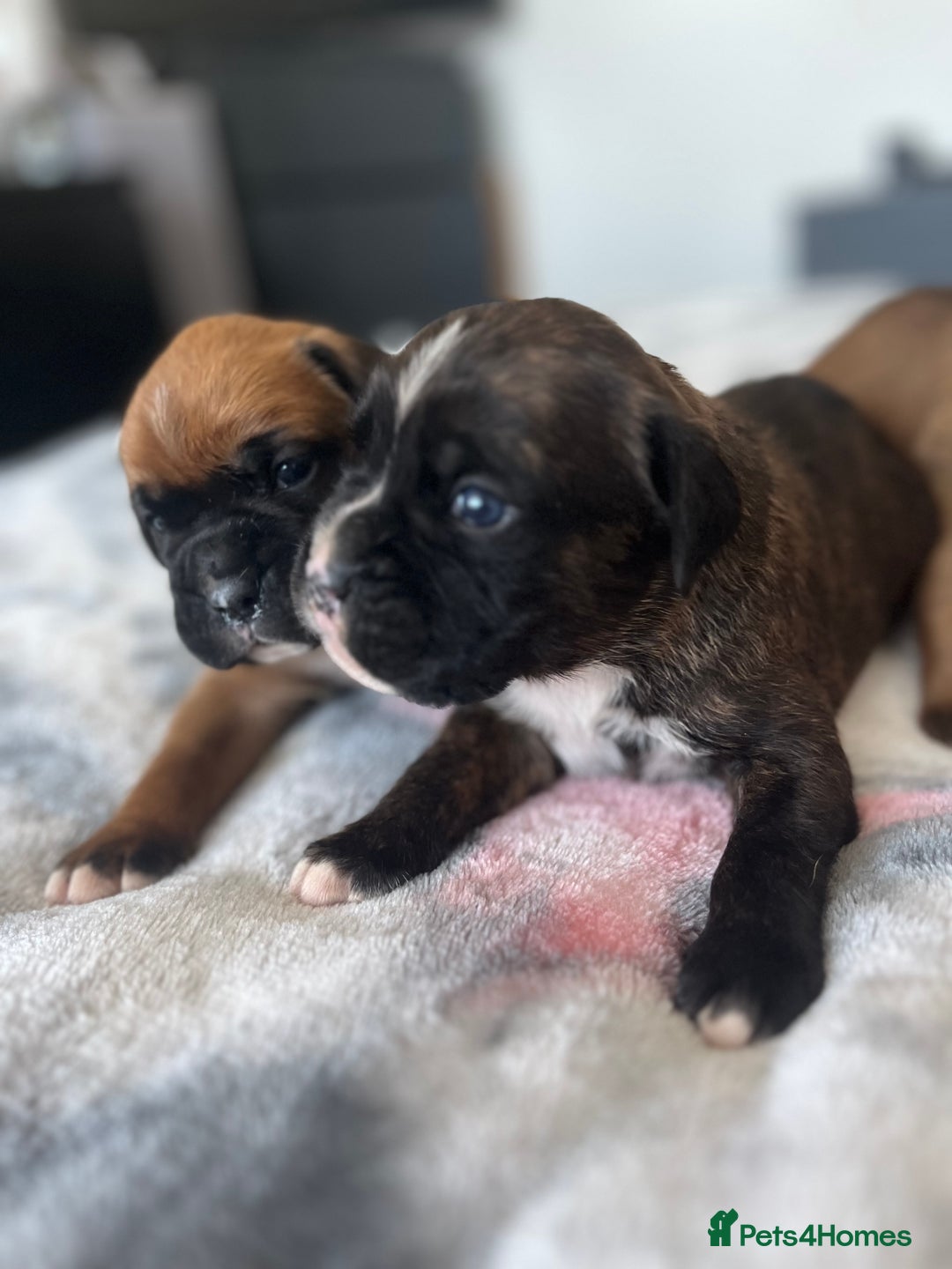 Boxer dogs for sale: Beautiful boxer babies bob/long  - Image 3