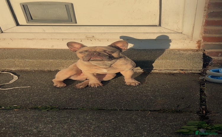 French Bulldog dogs French bull dog  - Advert 1