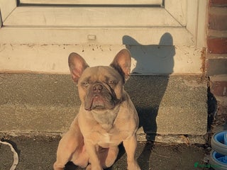 French Bulldog dogs for sale: French bull dog - Advert 1