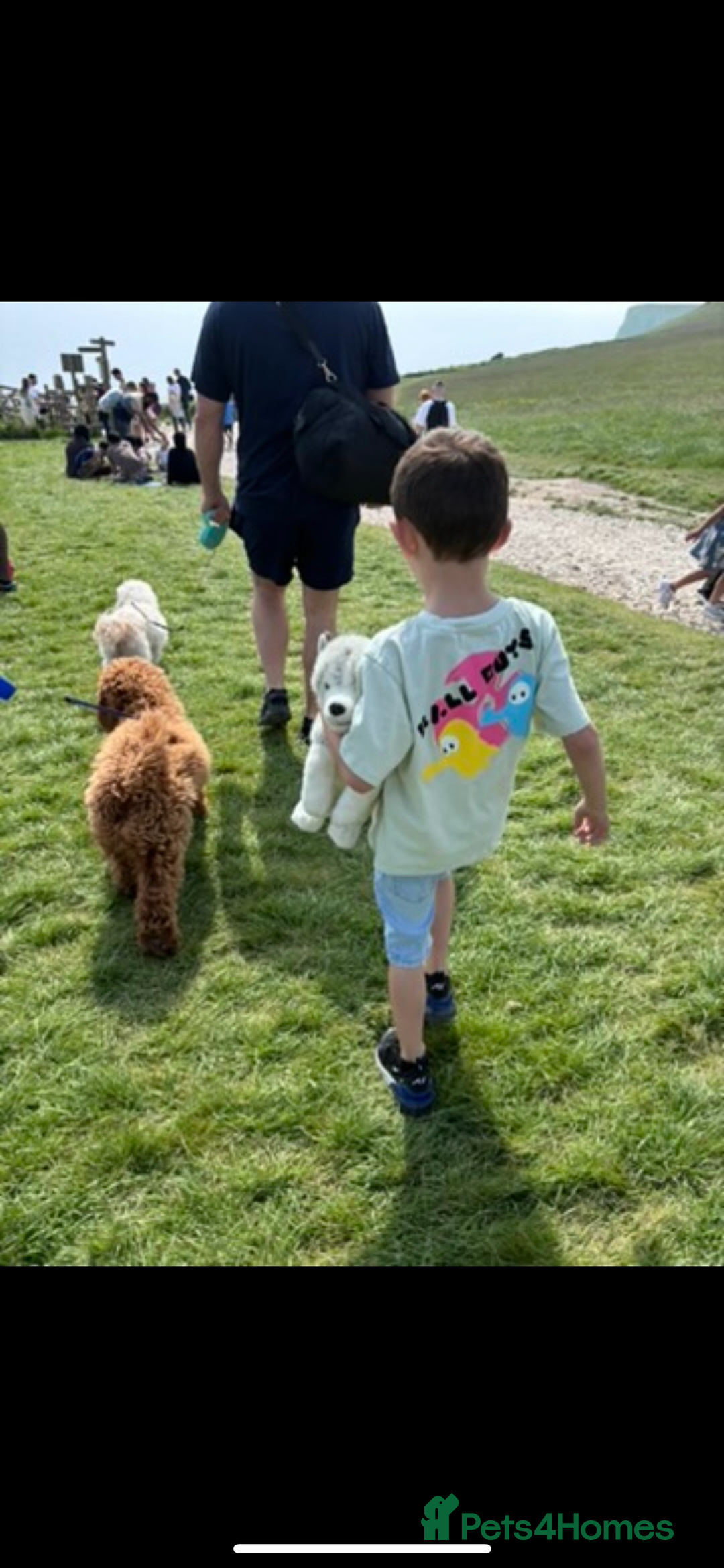 Cavapoo dogs for sale: 2 cavapoos needing to be rehomed together  - Advert 3