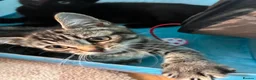 Mixed Breed cats for sale:  Kittens - Advert 20