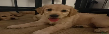 Golden Retriever 6