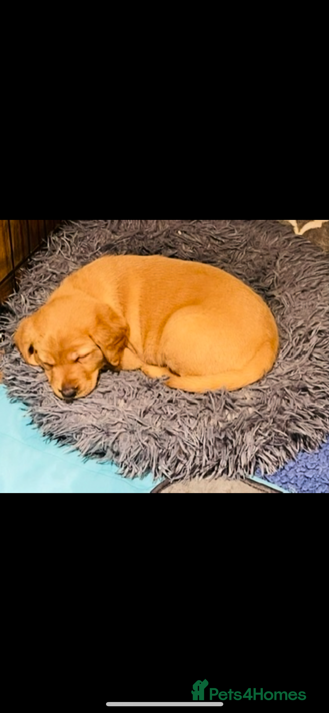 Labrador Retriever dogs for sale: Beautiful fox red and yellow lab puppies  - Image 4