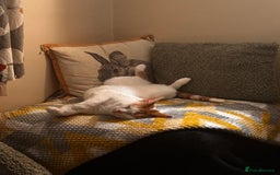Mixed Breed cats for sale: Sweet boy  - Image 2