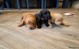 Labradoodle dogs for sale: F1 Labradoodles.  - Image 2