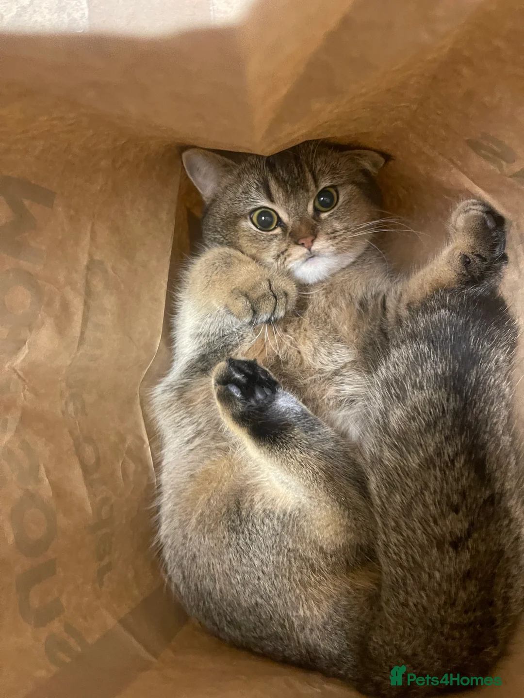 British Shorthair cats for sale: British shorthair to a good home  in Leeds - Advert 2