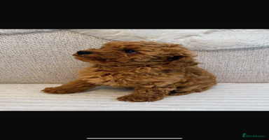Cockapoo dogs - Advert 15