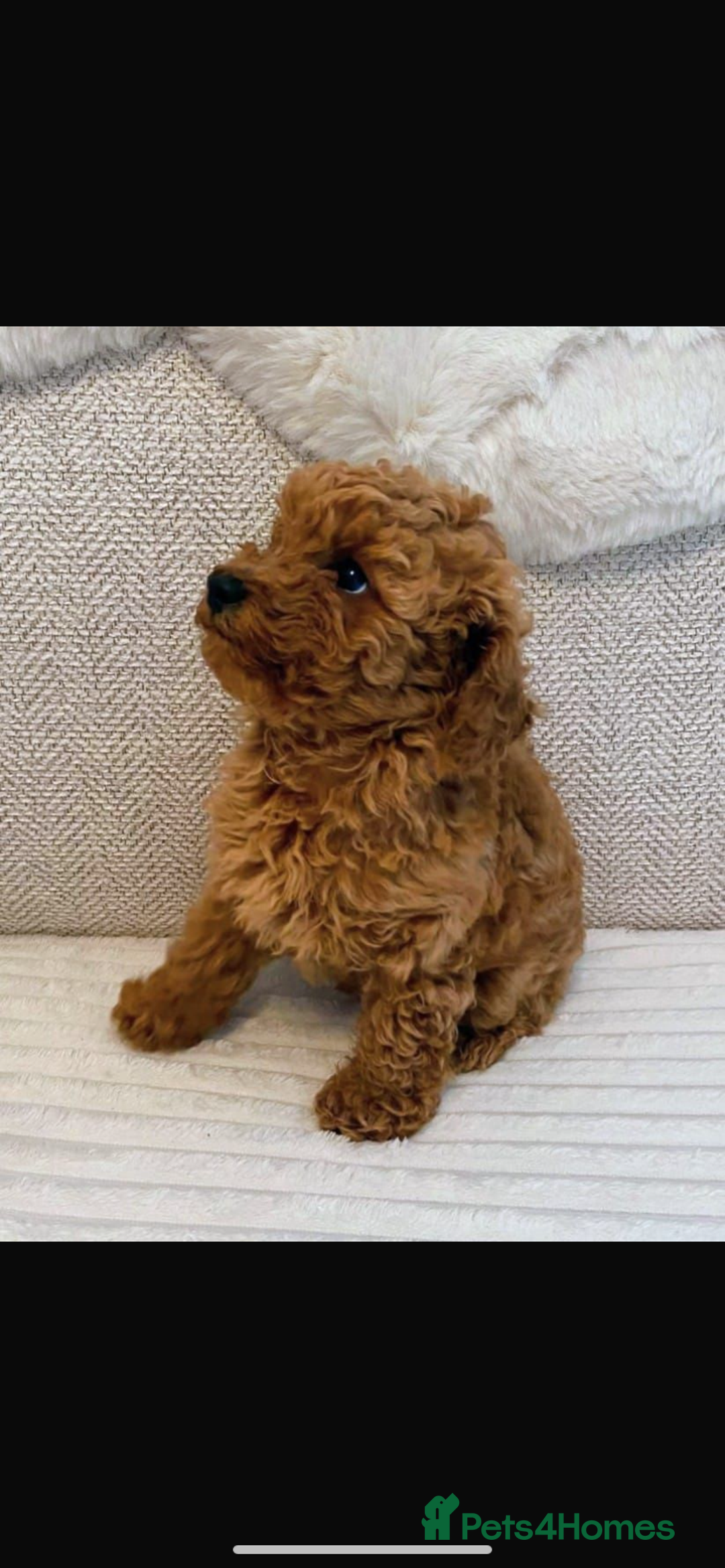 Cockapoo dogs for sale: F1b cockapoo female puppy - Image 2