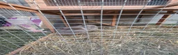Lionhead rabbits for sale: 2 Beautiful Fluffy Lionhead-Type Rabbits for Home in Reading - Advert 10