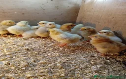 Chickens poultry for sale: Various Chicks *Hatching Continuously* - Image 5
